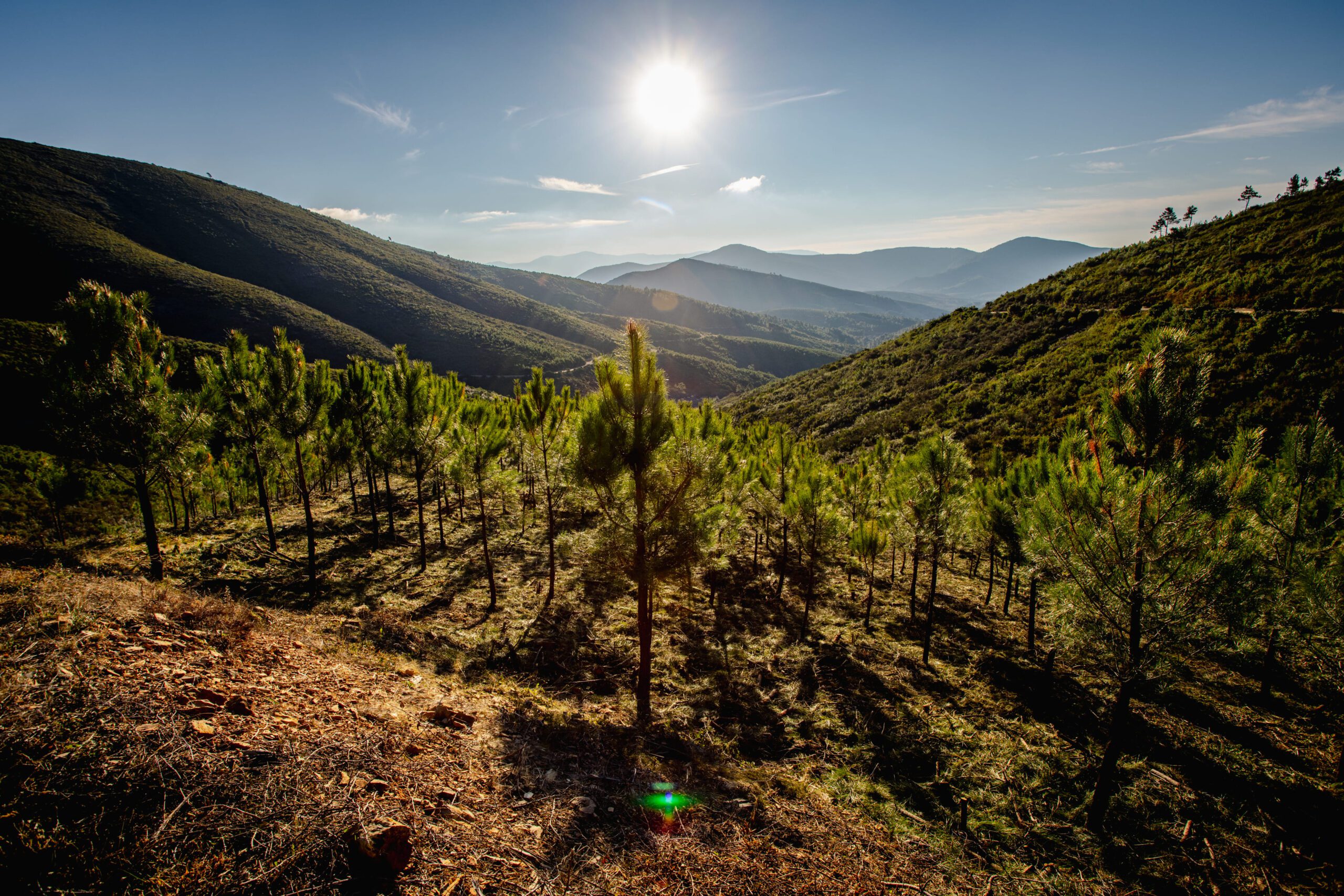 Bosque faconauto